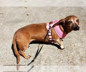 Dachshund Dogs for adoption in Tallahassee, FL, USA