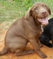 Medium Photo #1 Labrador Retriever-Unknown Mix Puppy For Sale in Livingston, TX, USA