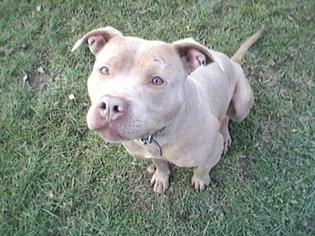 American Staffordshire Terrier Dogs for adoption in Montclair, NJ, USA