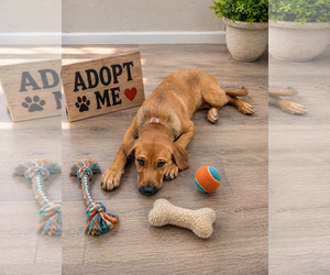 Black Mouth Cur-Labrador Retriever Mix Dogs for adoption in Euless, TX, USA