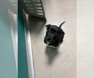 Mutt Dogs for adoption in Woodbury, NY, USA