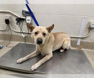 Carolina Dog-Unknown Mix Dogs for adoption in Grand Prairie, TX, USA