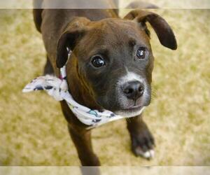 American Staffordshire Terrier-Unknown Mix Dogs for adoption in Tallahassee, FL, USA