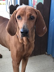 Redbone Coonhound Dogs for adoption in Towson, MD, USA
