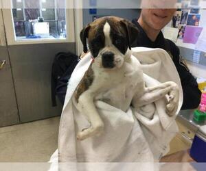 Box-a-Pug Dogs for adoption in Riverside, CA, USA