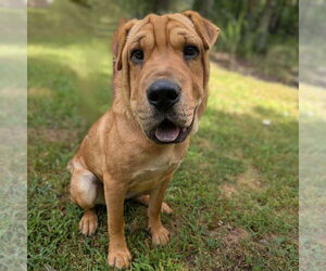 Chinese Shar-Pei-Unknown Mix Dogs for adoption in Vail, AZ, USA