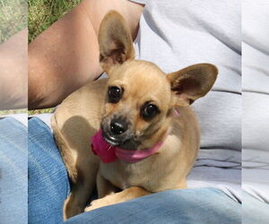 French Bullhuahua Dogs for adoption in Bandera, TX, USA