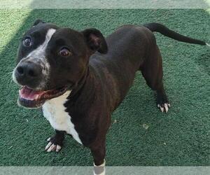 American Pit Bull Terrier-Unknown Mix Dogs for adoption in Rockwall, TX, USA