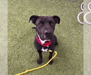 Mutt Dogs for adoption in Las Vegas, NV, USA