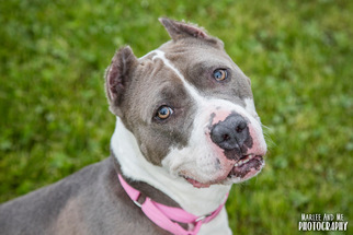 American Staffordshire Terrier Dogs for adoption in Lockport, NY, USA