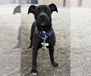 Labrador Retriever-Unknown Mix Dogs for adoption in Palmetto, FL, USA