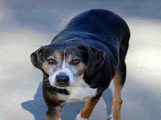 Bernese Mountain Dog Dogs for adoption in Fort Walton Beach, FL, USA