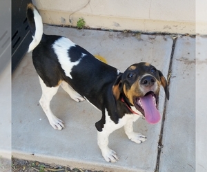 Treeing Walker Coonhound Dogs for adoption in Mesa, AZ, USA