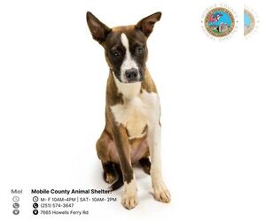 Huskies -Labrador Retriever Mix Dogs for adoption in Mobile, AL, USA