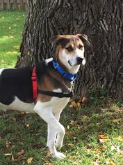 Labrador Retriever-Unknown Mix Dogs for adoption in Fond du Lac, WI, USA
