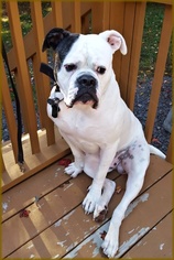 American Bulldog Dogs for adoption in Doylestown, PA, USA