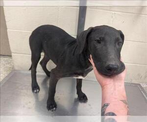 Labrador Retriever-Unknown Mix Dogs for adoption in Conroe, TX, USA