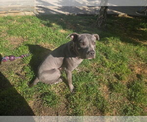 American Pit Bull Terrier-Unknown Mix Dogs for adoption in Woodland Hills, CA, USA