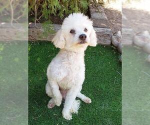 Poodle (Toy) Dogs for adoption in Albuquerque, NM, USA