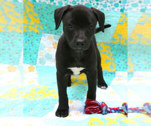 Mutt Dogs for adoption in Wakefield, RI, USA