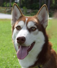Siberian Husky Dogs for adoption in Jupiter, FL, USA