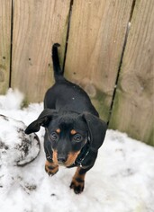 Dachshund Dogs for adoption in Buffalo, NY, USA