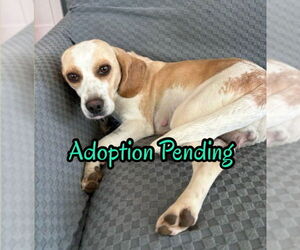 Medium Photo #4 Beagle Puppy For Sale in Dunnellon, FL, USA