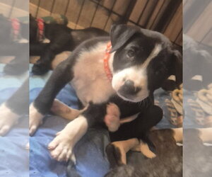 Labrador Retriever-Unknown Mix Dogs for adoption in The Woodlands, TX, USA