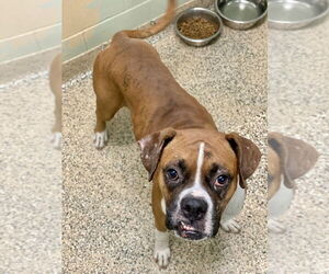 Boxer Dogs for adoption in Austin, TX, USA