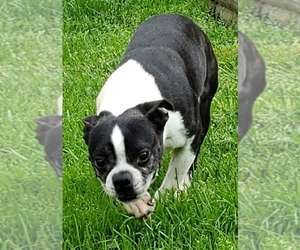 Puppyfinder.com: Boston Terrier dogs for adoption near me ...