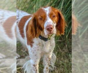 Brittany Dogs for adoption in Boonton, NJ, USA