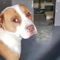 Bulldog Dogs for adoption in Galax, VA, USA
