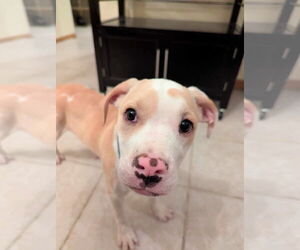 Mutt Dogs for adoption in New London, WI, USA