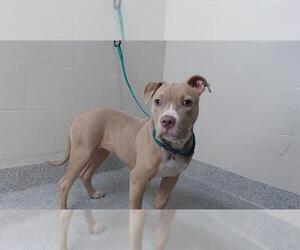 American Pit Bull Terrier-Unknown Mix Dogs for adoption in Pasadena, TX, USA