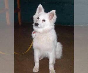 American Eskimo Dog Dogs for adoption in Bellbrook, OH, USA
