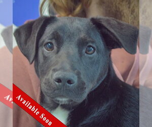 Labrador Retriever Dogs for adoption in Huntley, IL, USA