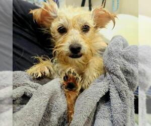 Norfolk Terrier Dogs for adoption in Tempe, AZ, USA