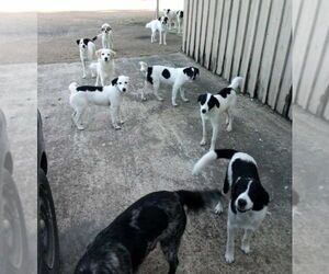 Great Pyrenees-Unknown Mix Dogs for adoption in Horn Lake, MS, USA
