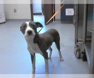 American Pit Bull Terrier-Unknown Mix Dogs for adoption in Fayetteville, NC, USA
