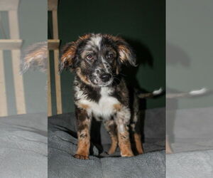 Australian Shepherd-Unknown Mix Dogs for adoption in Phoenix, AZ, USA