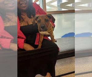 Black Mouth Cur-Unknown Mix Dogs for adoption in Louisville, KY, USA