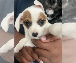 Poodle (Miniature)-Unknown Mix Dogs for adoption in Colton, CA, USA