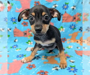 Miniature Pinscher Dogs for adoption in Chico, CA, USA