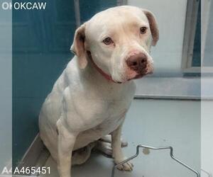 American Bulldog-Unknown Mix Dogs for adoption in Oklahoma City, OK, USA
