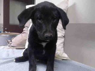 Labrador Retriever Dogs for adoption in Los Angeles, CA, USA