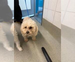 Maltese Dogs for adoption in San Martin, CA, USA