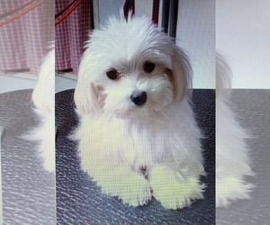 Maltese Dogs for adoption in Alexander, AR, USA