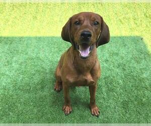 Bloodhound Dogs for adoption in Raleigh, NC, USA