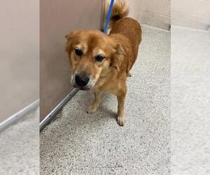 Chow Chow-Unknown Mix Dogs for adoption in Conroe, TX, USA