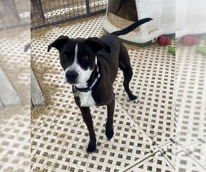 American Pit Bull Terrier-Border Collie Mix Dogs for adoption in Carson City, NV, USA